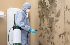 Mold Documentation for Insurance Claims in Brackenridge, PA